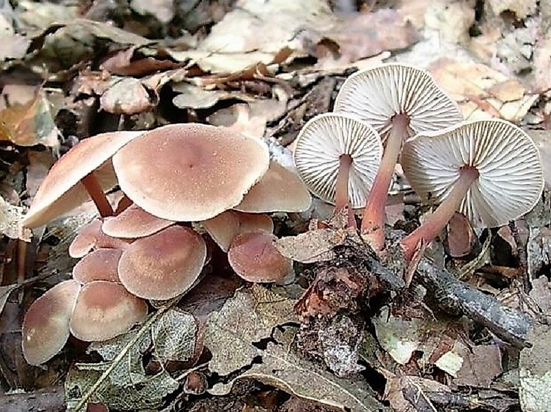 118 Da determinare bosco misto di latifoglia 530 m s.l.m Buon Ferragosto